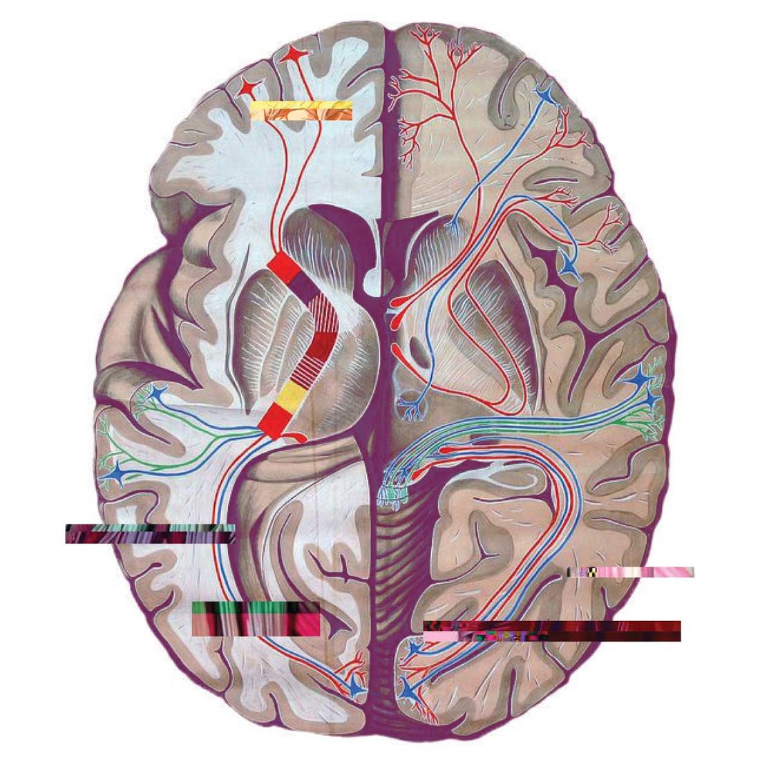 Illustration of a brain cross section