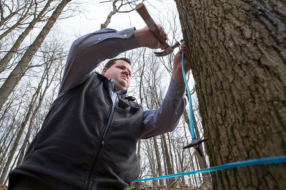 Dylan Johnson taps syrup from a tree.