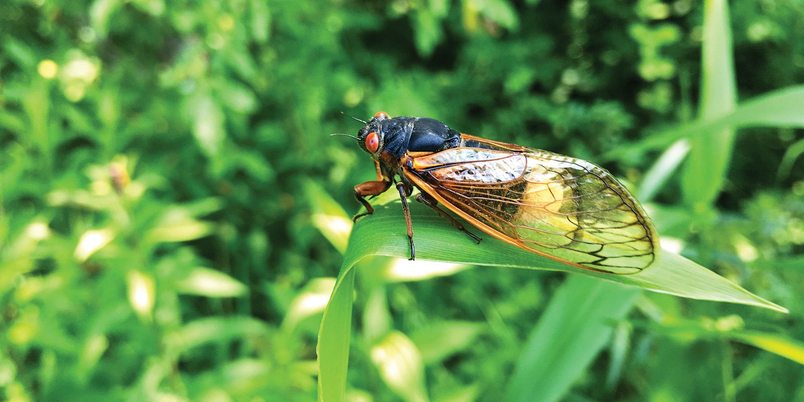 Cicada on a plant.