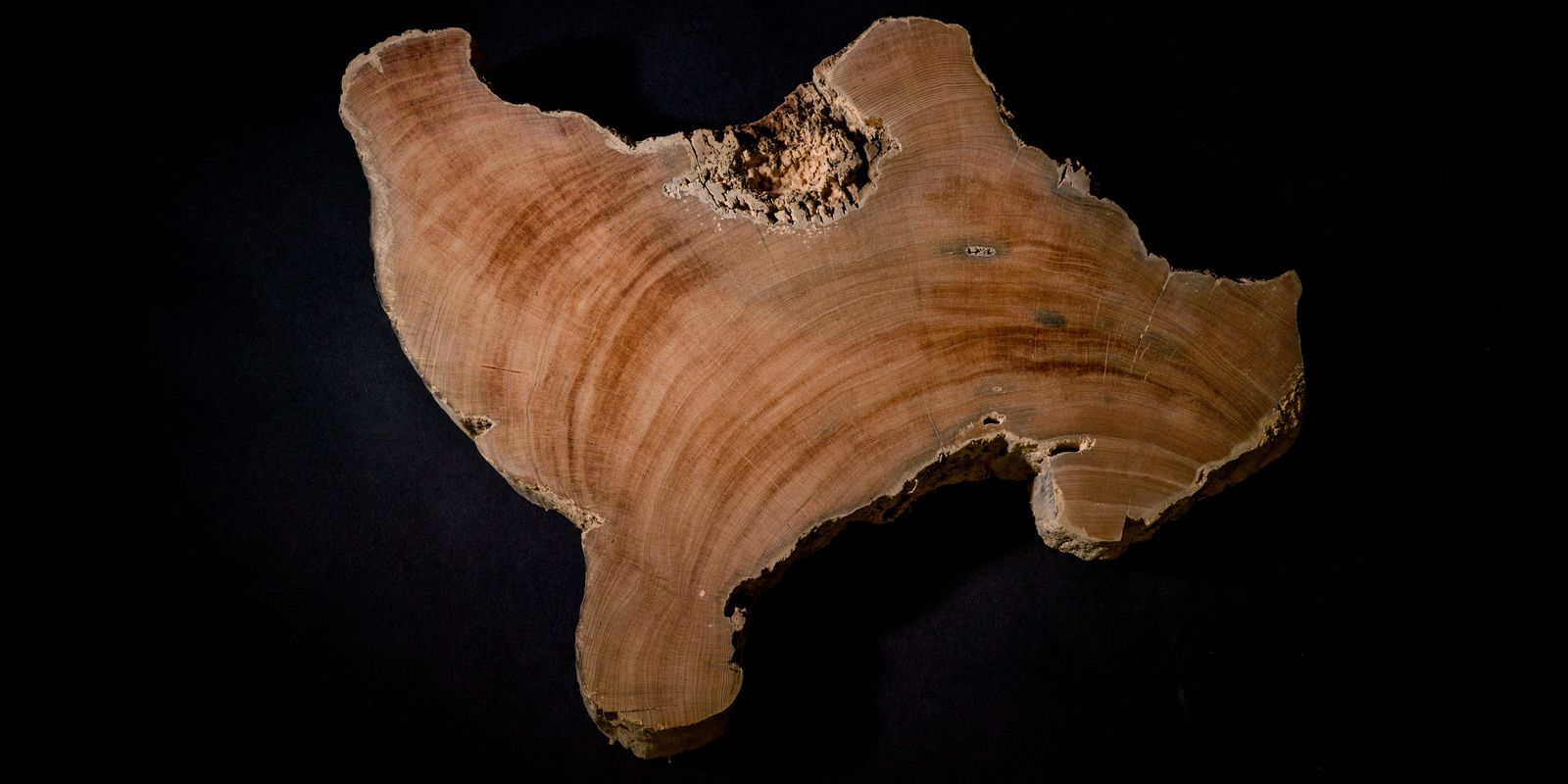These tree samples came from more than 10,000 miles across the Pacific Ocean, in Tasmania, Australia