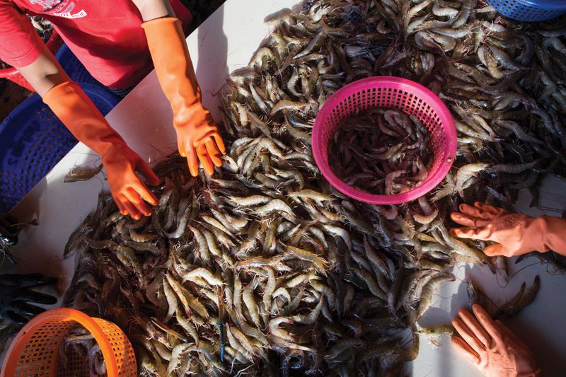 Workers sort shrimp in Thailand.