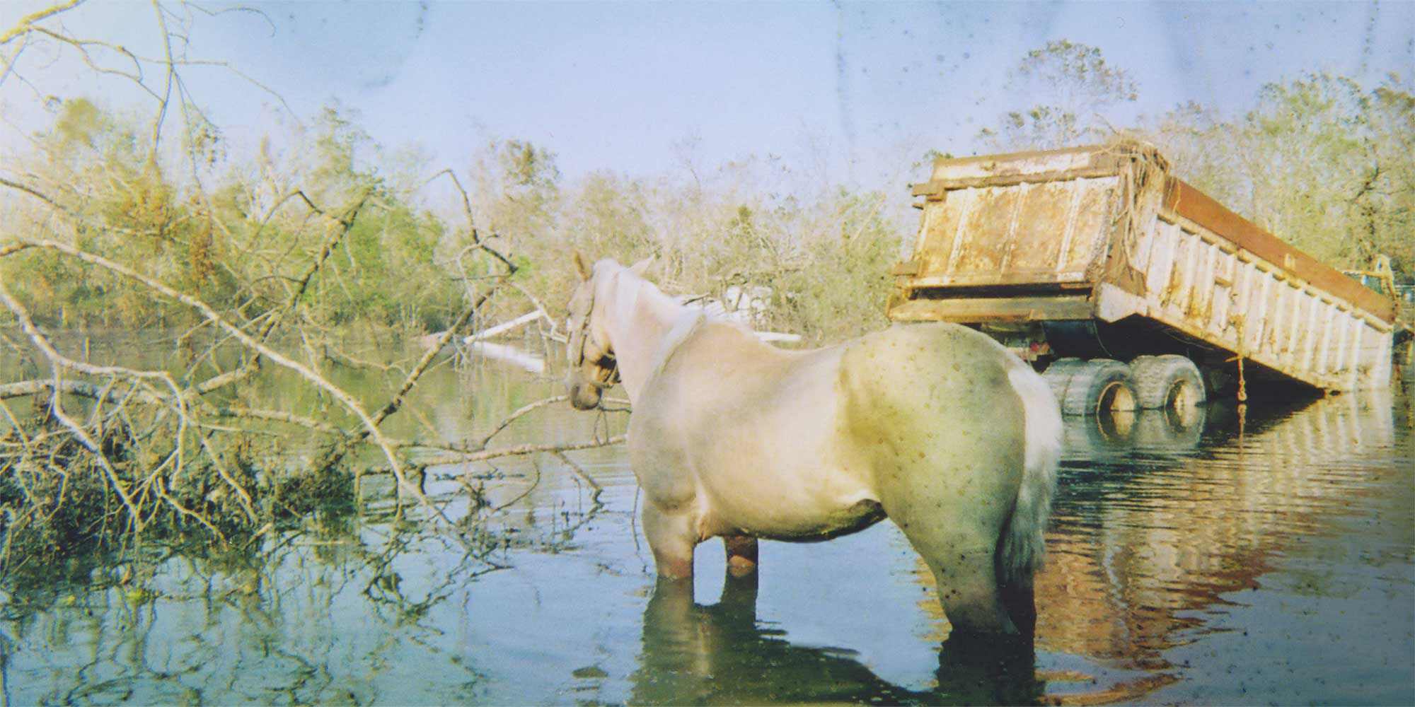 A Horse in flood wreckage.