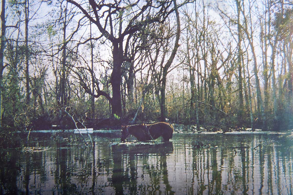 Horse in a flooded area.