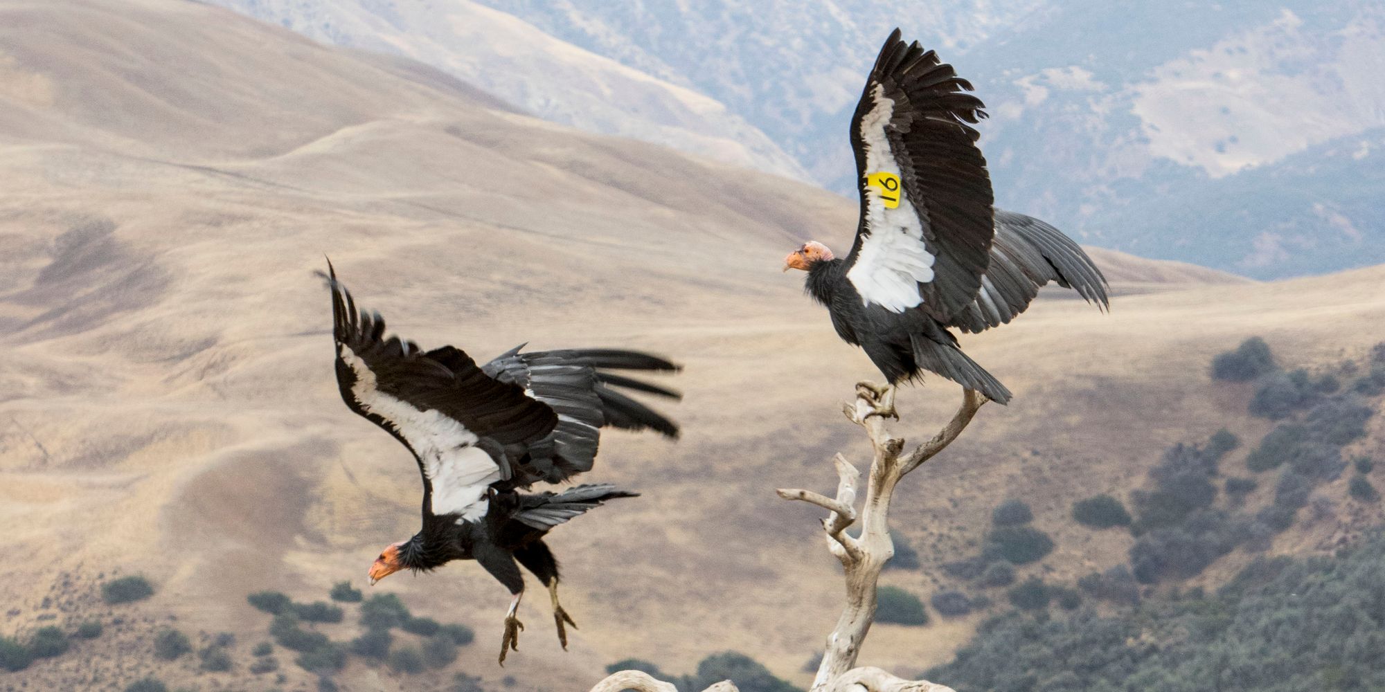 condors -cropped