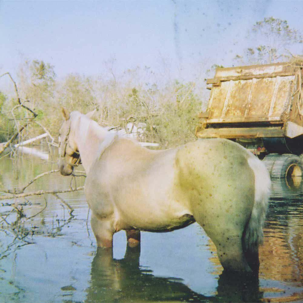 A horse in flood wreckage.