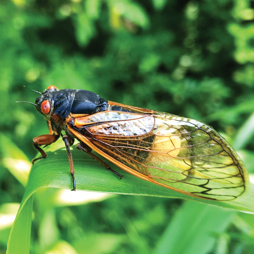 Cicada on a plant.