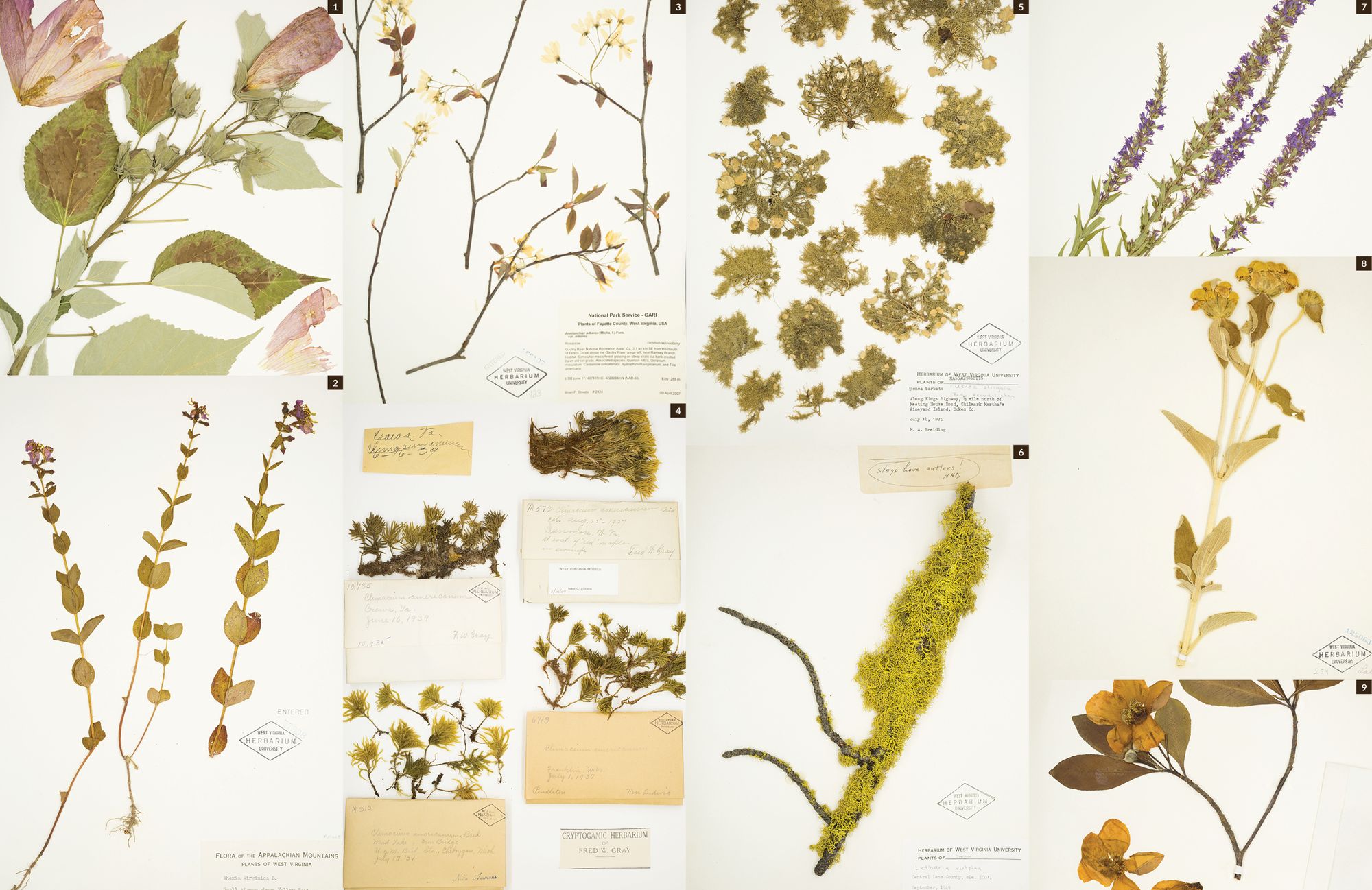 Plants in the herbarium collection.