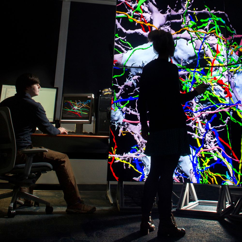 A student wears 3-D goggles to see a giant map of a mouse brain. 