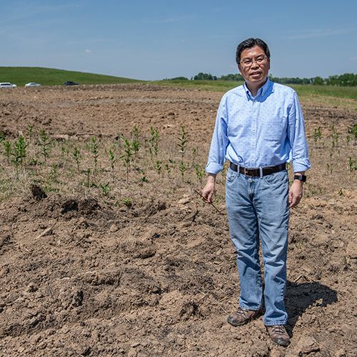 Jingxin Wang standing in a brown field where trees are being grown for a biomass project.